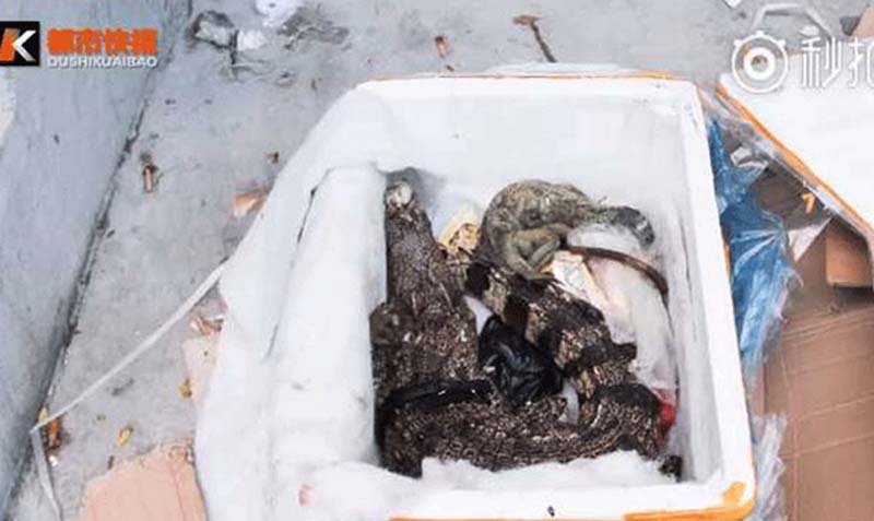 দিলেন অনলাইনে খাবার অর্ডার; মিলল মরা কুমির