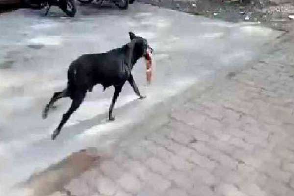 খোদ অপারেশন থিয়েটার থেকে কাটা পা নিয়ে পালালো কুকুর !