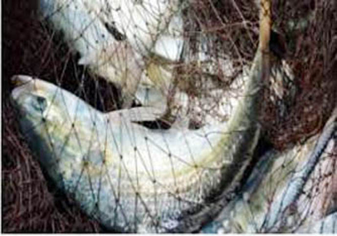 আজ মধ্য রাত থেকে ২২ দিন ইলিশ মাছ ধরা নিষিদ্ধ