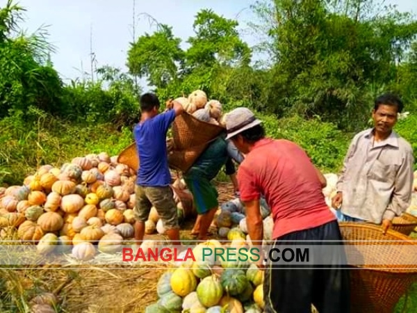 বান্দরবানে পাহাড়িদের মিষ্টি কুমড়ার বাম্পার ফলন হলেও নায্যমূল্য পাচ্ছে না!
