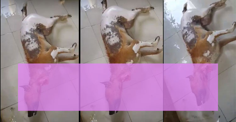 রাজধানীতে কুকুর জবাই করে খাওয়ার প্রস্তুতি, থানায় জিডি