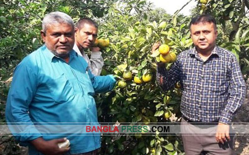 নাটোরের বাগাতিপাড়ায় কমলা চাষে কৃষকের চমক