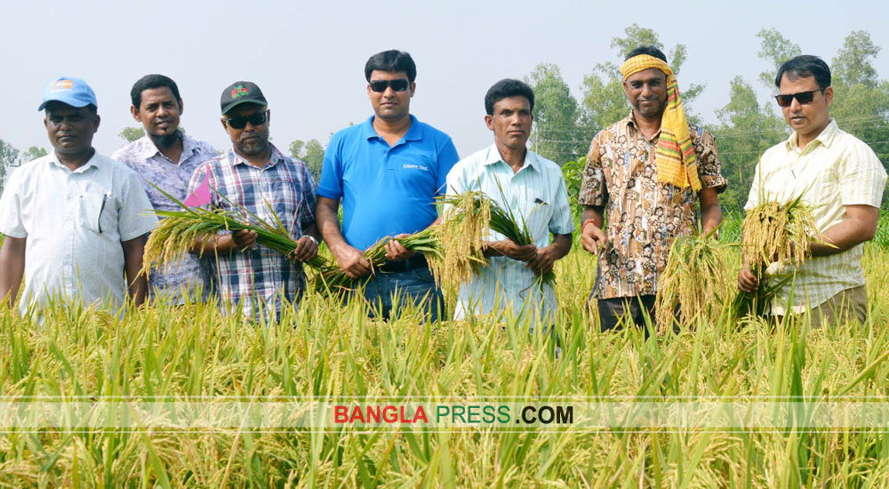 ধুনটে নতুন জাতের ব্রিধান-৮১ শস্য কর্তনের উদ্বোধন