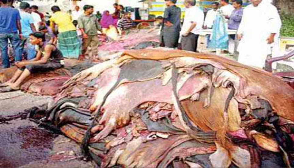 কুরবানি পশুর চামড়ার দাম নির্ধারণ
