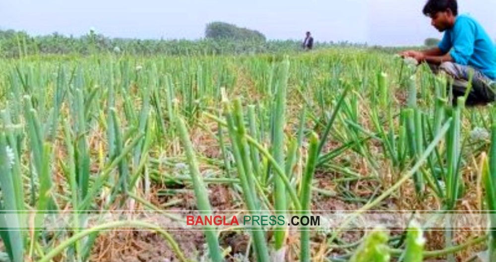কান্নায় ভাসছে কৃষকের স্বপ্ন