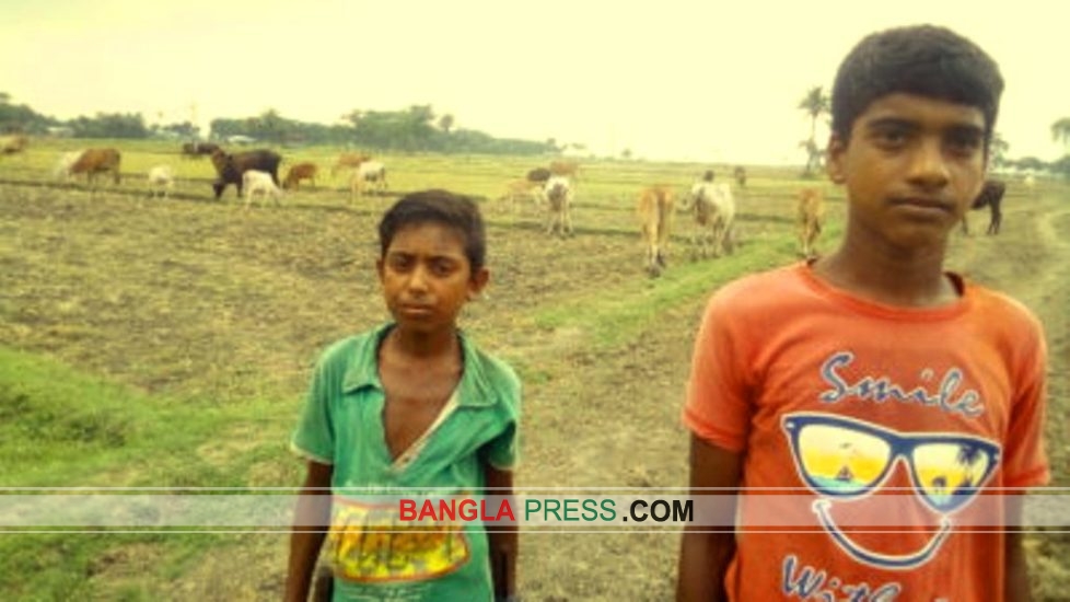 ঝিনাইদহের গড়ে উঠেছে গরু ডে কেয়ার খামার