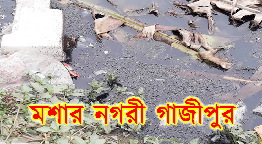 মশার নগরী গাজীপুর, উপদ্রবে জনজীবন অতিষ্ঠ !
