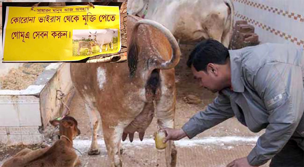 গো-মূত্রেই করোনা থেকে মুক্তি !