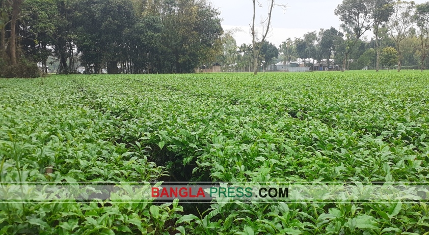 তেঁতুলিয়ায় চায়ের নতুন কুঁড়ি, আশা জাগাচ্ছে কৃষকের