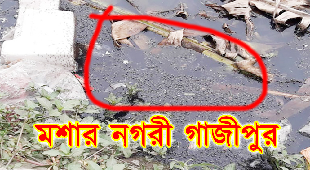 মশার নগরী গাজীপুর, উপদ্রবে জনজীবন অতিষ্ঠ !
