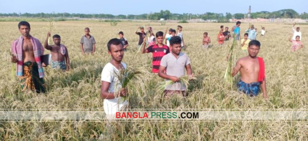 গৌরীপুরে ইটভাটার কালো ধোয়ায় শতশত একর ধানের জমিতে চিটা