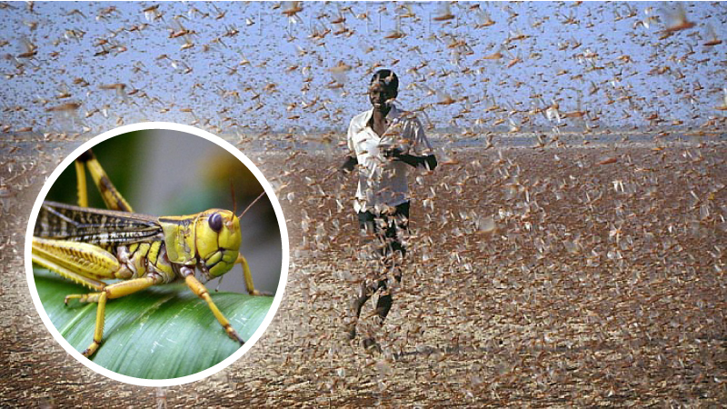 বাংলাদেশের দিকে ধেয়ে আসছে পঙ্গপাল!