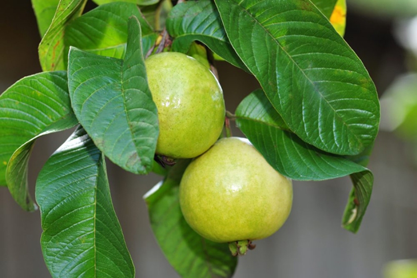 করোনাভাইরাস: রোগ প্রতিরোধ ক্ষমতা বাড়ায় পেয়ারা