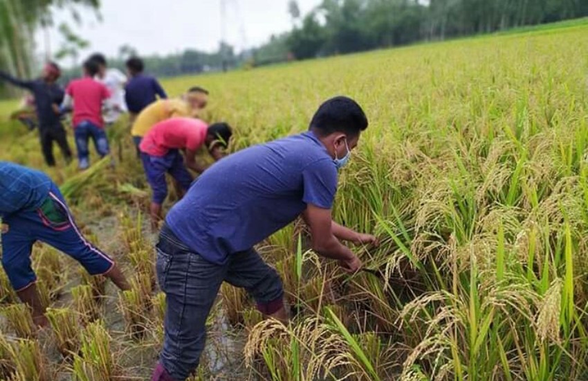 রাজারহাটে ছাত্রলীগের উদ্যোগে গরীব কৃষকের ধান কাটা অব্যাহত