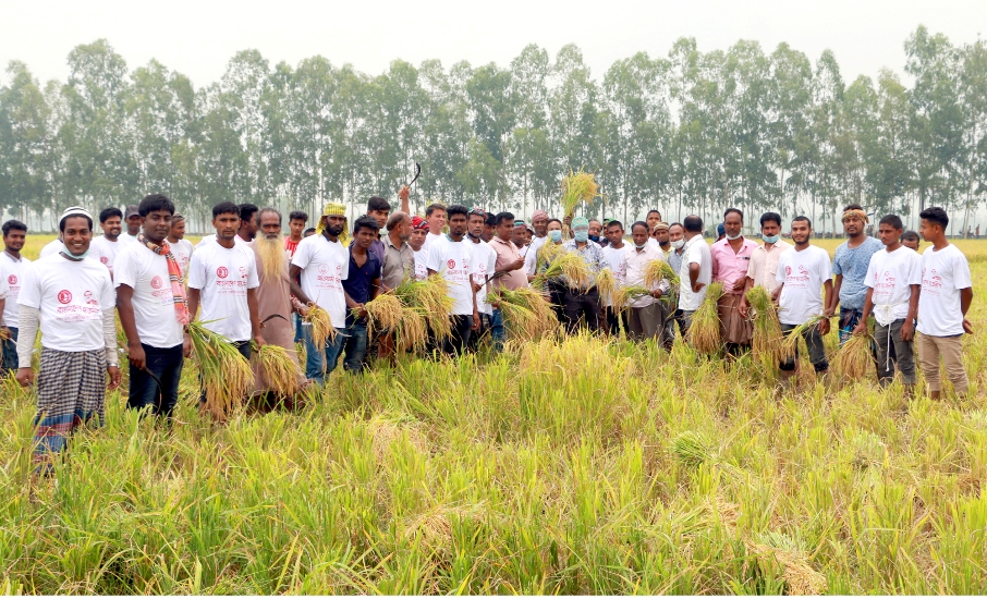 ফুলবাড়ীতে সাড়া পড়েছে ধান কাটার টিমের