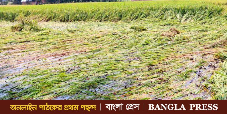 ফুলবাড়ীতে ঝড় ও বৃষ্টিতে কৃষকের চোখে পানি,ক্ষতি প্রায় সোয়া এক কোটি