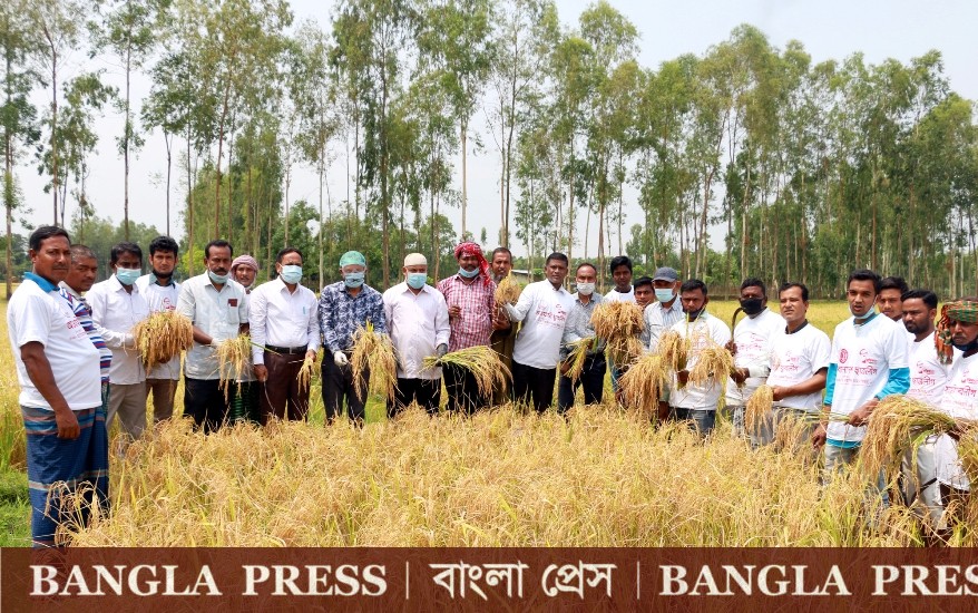 আদিবাসীর ধান কাটলেন স্বেচ্ছাশ্রমে গঠিত ধান কাটা টিম
