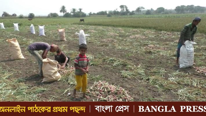 ঝিনাইদহে কমতে শুরু করেছে পেঁয়াজের দাম