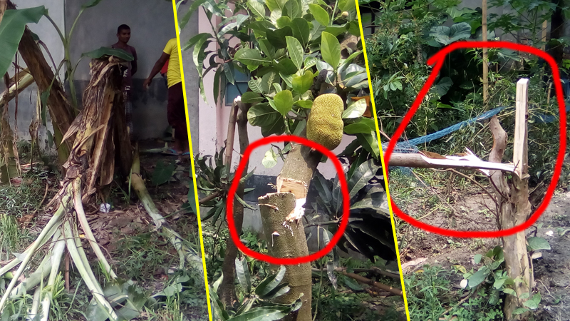 সৈয়দপুরে ফসল ও গাছের সাথে এ কেমন শত্রুতা !