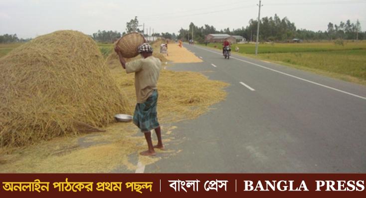 ফুলবাড়ী-রংপুর মহাসড়ক এখন ধান শুকানোর চাতাল