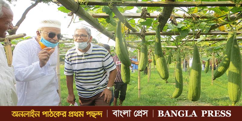 দেবীগঞ্জ কৃষি ফার্মে বারী জাতের ঝিঙ্গার বাম্পার ফলন