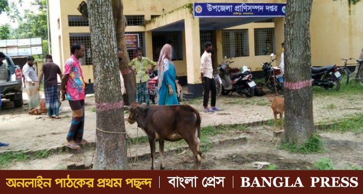 কৃষক ও খামারিদের সহায়তা দিচ্ছে গৌরীপুর প্রাণিসম্পদ দপ্তর