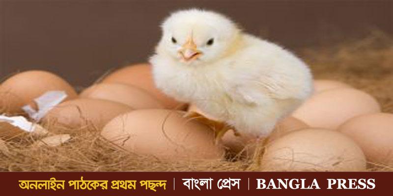 বিতর্কের সমাধান: ‘ডিম-ই আগে, মুরগি এসেছে পরে’