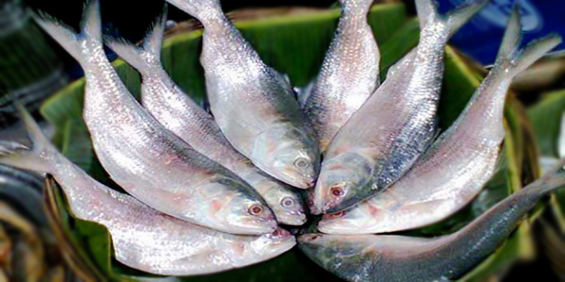 ভারতে ইলিশ রাপ্তানি বন্ধে সরকারকে আইনি নোটিশ