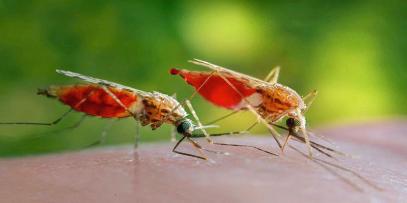 ডেঙ্গুতে ২৪ ঘণ্টায় আরও ১০ জনের মৃত্যু, হাসপাতালে ২৫৮৪