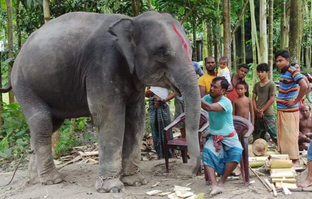 লালমনিরহাটের স্ত্রীর স্বপ্ন পূরণে হাতি উপহার