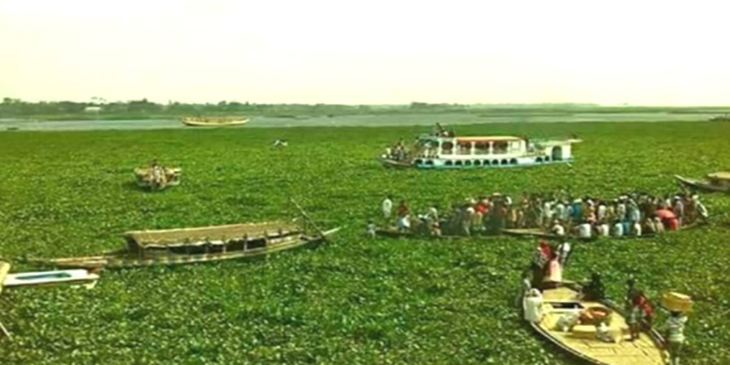 মেঘনা এখন কচুরিপানার দখলে, ভোগান্তিতে চরাঞ্চলবাসি