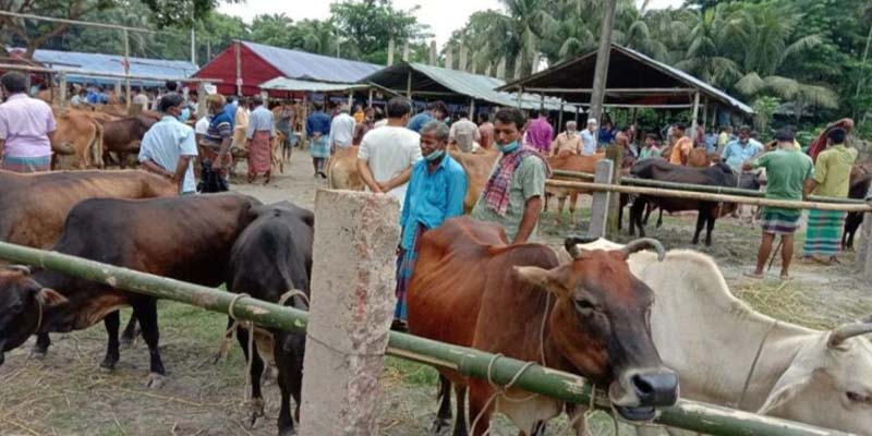 লক্ষীপুরে নির্দেশেনা অমান্য করে বসছে গরু বাজার