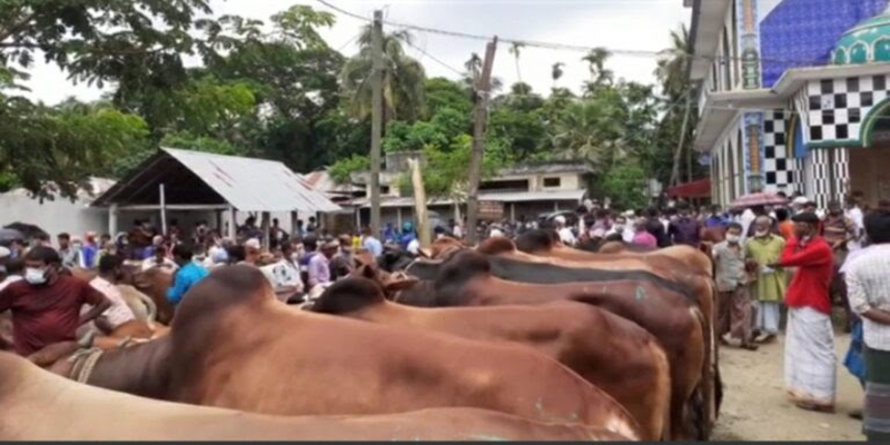 লক্ষ্মীপুরের হায়দরগঞ্জ বাজারে লকডাউন উপেক্ষা করে বসেছে পশুর হাট