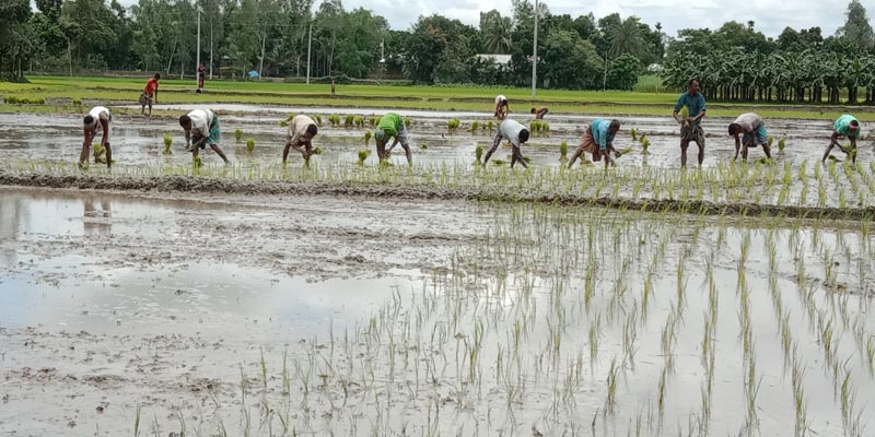 দেবীগঞ্জ ধান রোপণে ব্যবহার হছে শ্যালো মেশিন