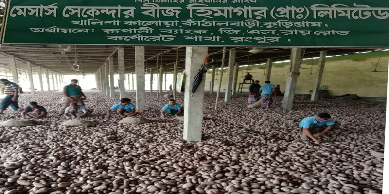 রাজারহাটে লোকসানের মুখে আলুচাষিরা