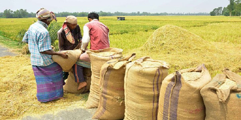 ২৭ টাকায় আমন ধান, ৪০ টাকায় চাল কিনবে সরকার