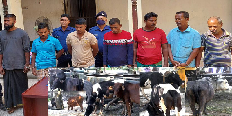 ঝিনাইদহে ৭ গরুচোর গ্রেফতার ও ১৫টি গরু উদ্ধার