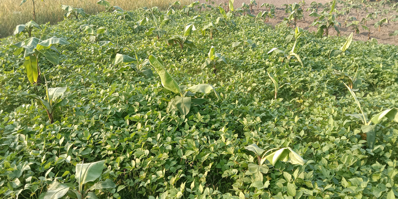 দেবীগঞ্জে চাষ কমেছে মাশকলাইয়ের