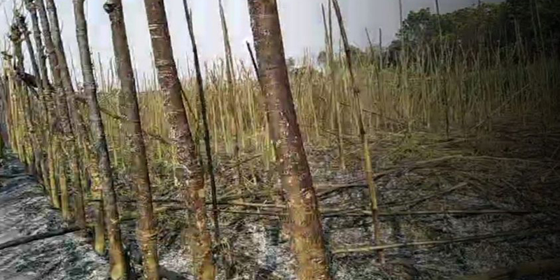 ঝিনাইদহে ৮বিঘা জমির পানের বরজ পুড়ে ছাই