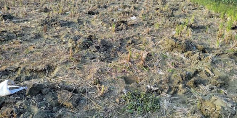 লক্ষ্মীপুরে বর্গাচাষীর ৪একর জমির সবজি চারা নষ্ট