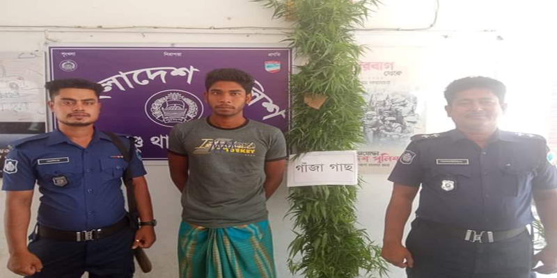 হরিনাকুন্ডুতে ৫ কেজি গাজাসহ ১জন আটক