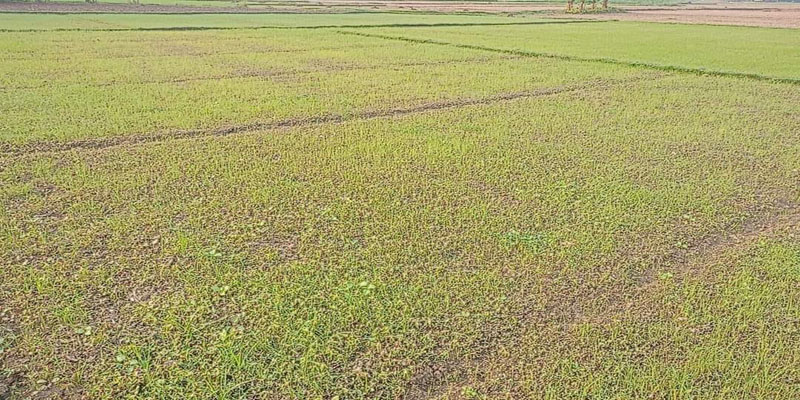 শৈলকুপায় রাতের আঁধারে কৃষকের পেঁয়াজ চারা নিধন