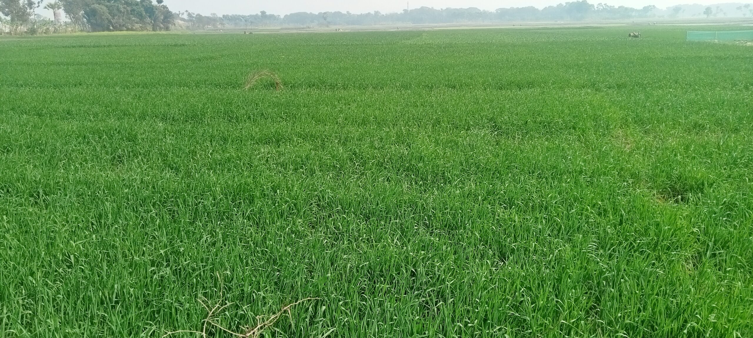 শার্শায় গম চাষে বাম্পার ফলনের আশা করছে কৃষক