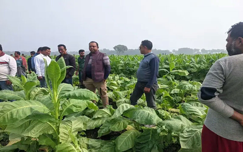 দৌলতপুরে পূর্ব শত্রুতার জেরে কৃষকের ফসল কেটে দিয়েছে দুর্বৃত্তরা