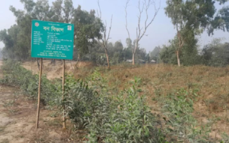 সামাজিক বনায়নের গাছ বিক্রির টাকা পাচ্ছেন না উপকারভোগীরা