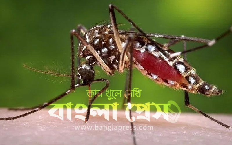 ডেঙ্গুতে আজ ১০ জনের মৃত্যু