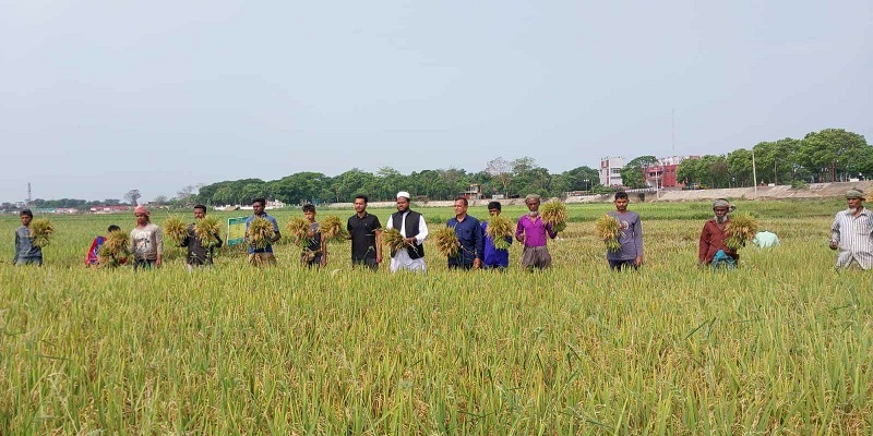 সুনামগঞ্জের হাওরে বোর ধান কাটা শুরু