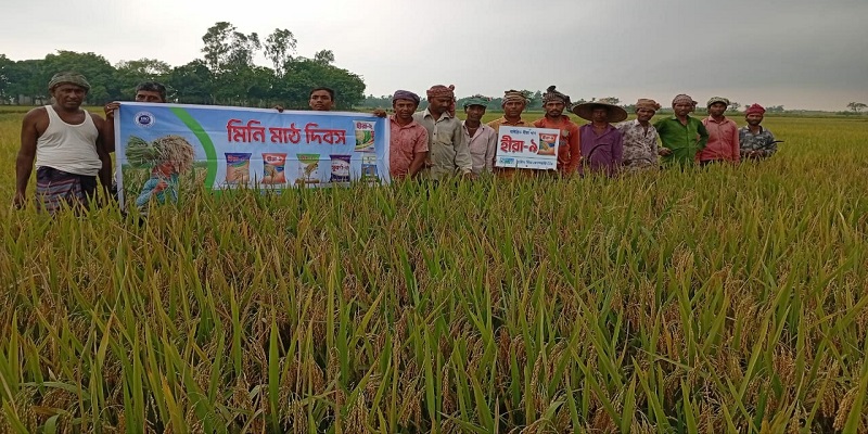 সুনামগঞ্জের শাল্লায় হীরা ধানের বাম্পার ফলন