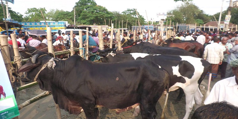 সবচেয়ে বেশি পশু কোরবানি হয়েছে রাজশাহী বিভাগে, সবচেয়ে কম সিলেটে