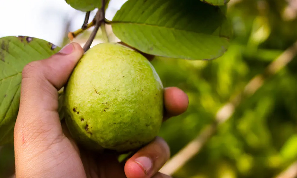 ডায়াবেটিস নিয়ন্ত্রণে পেয়ারা কতটা উপকারী?